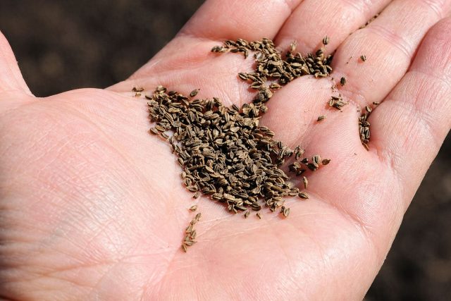 Старые или плохо хранившиеся семена теряют всхожесть. Даже в одном пакете могут быть сильные и слабые экземпляры, что даёт неравномерные, редкие и слабые всходы.