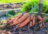 Почему морковь не всходит и как не потерять урожай?
