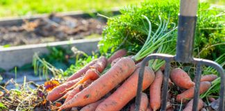 Почему морковь не всходит и как не потерять урожай?
