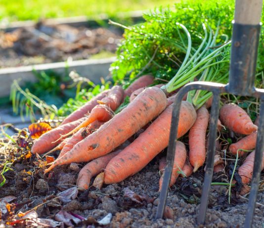 Почему морковь не всходит и как не потерять урожай?