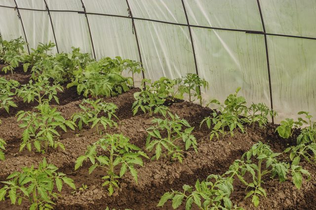 Защита от весенних холодов Установка дуг и укрытие томатов нетканым материалом