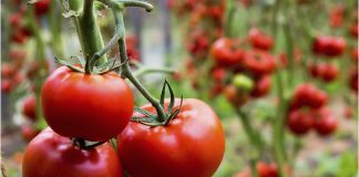 Почему не удаются томаты? Причин, из-за которых вы потеряете урожай