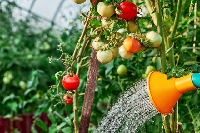Правильный водный режим Равномерный полив томатов под корень из лейки