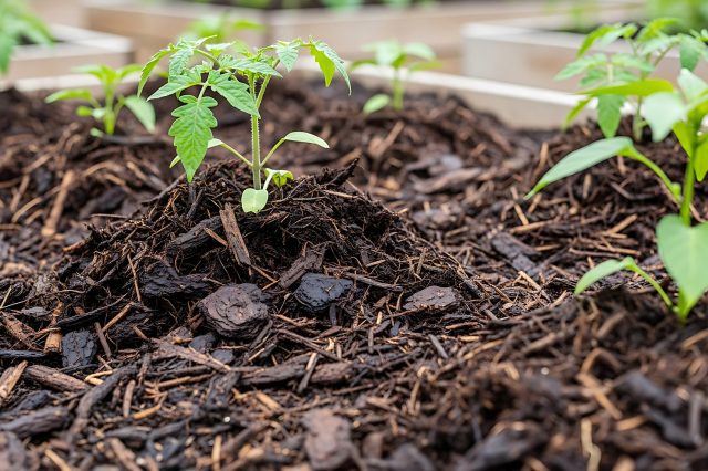 Улучшение структуры почвы Внесение органической мульчи на грядку с томатами
