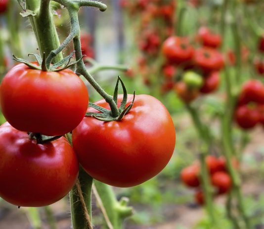 Почему не удаются томаты? Причины, из-за которых теряют урожай - Сад и огород Почему не удаются томаты? Причин, из-за которых вы потеряете урожай