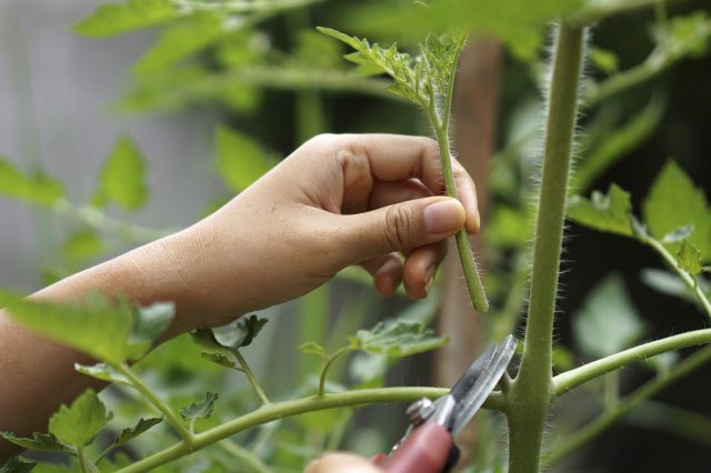 Пасынкование кустов Процесс удаления бокового побега (пасынка) у томата вручную