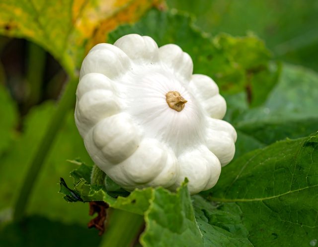 Белые дисковидные патиссоны сорта Белые 13