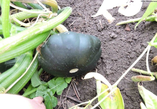 Темно-зеленый патиссон сорта Гоша