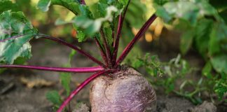 10 ошибок, из-за которых свёкла вырастет мелкой