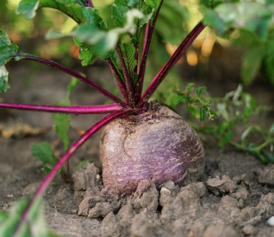 10 ошибок, из-за которых свёкла вырастет мелкой