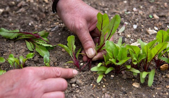 Процесс ручного прореживания всходов свеклы на грядке для увеличения площади питания