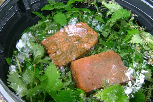 Процесс приготовления жидкого органического удобрения из свежей крапивы в бочке