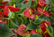 Почему у антуриума зеленеют или мельчают цветы: причины, которые легко упустить