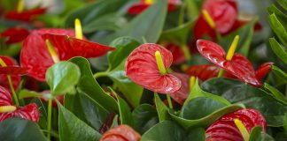 Почему у антуриума зеленеют или мельчают цветы: причины, которые легко упустить Почему у антуриума зеленеют или мельчают цветы: причины, которые легко упустить