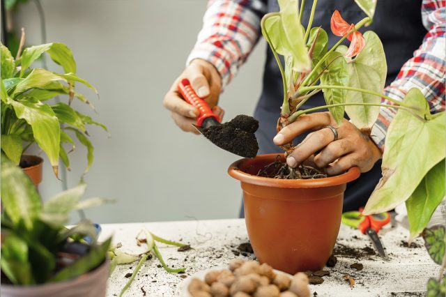 Контроль состояния корней Осмотр корневой системы антуриума при пересадке