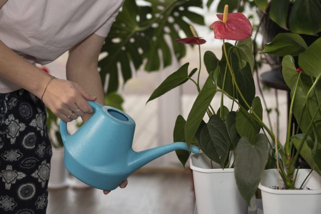 Ритм полива Полив антуриума отстоянной водой комнатной температуры