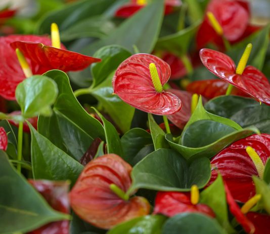 Почему у антуриума зеленеют или мельчают цветы: причины, которые легко упустить - Цветник и ландшафт Почему у антуриума зеленеют или мельчают цветы: причины, которые легко упустить