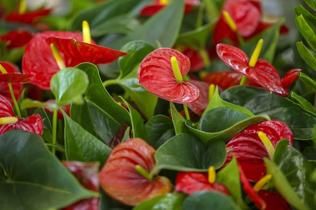 Почему у антуриума зеленеют или мельчают цветы: причины, которые легко упустить