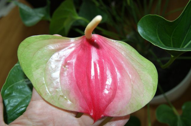 Позеленевший цветок антуриума Позеленевший цветок антуриума