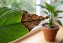 Почему весной у спатифиллума сохнут кончики листьев: 7 ошибок в уходе Почему весной у спатифиллума сохнут кончики листьев: 7 ошибок в уходе