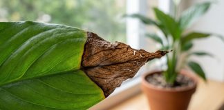 Почему весной у спатифиллума сохнут кончики листьев: 7 ошибок в уходе