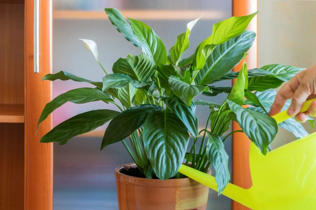 Соли накапливаются постепенно, мешая корням нормально работать. Кончики сохнут медленно, но постоянно. Часто это сопровождается светлым налётом на поверхности грунта или по краю горшка.