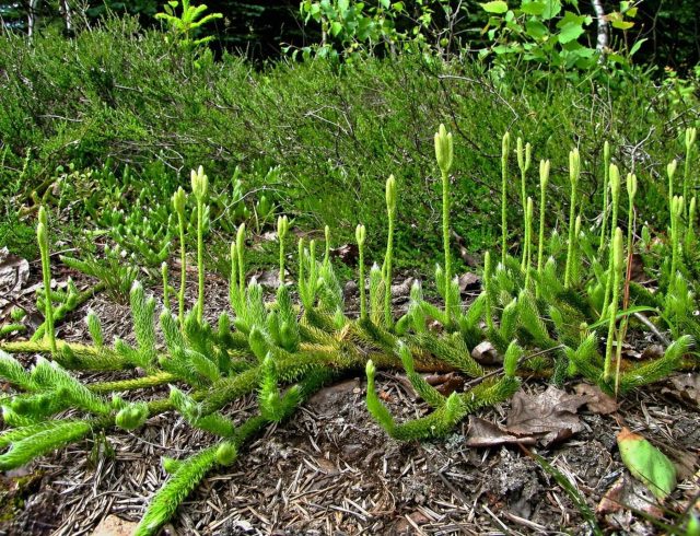 Плауну нужна стабильная полутень, высокая влажность и кислая почва. Это растение не терпит конкуренции и лучше всего чувствует себя в спокойных, «лесных» условиях.