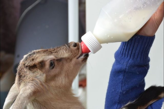 Управляемый процесс кормления белого козленка из бутылочки с соской (с красным колпачком) на фоне деревянного загона и сена
