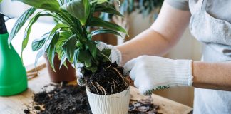 Пора пересаживать комнатное растение или ещё рано? Определяем наверняка