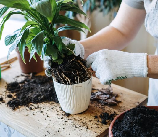 Пора пересаживать комнатное растение или ещё рано? Определяем наверняка