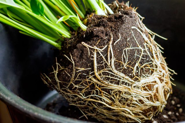 О пересадке говорят не общие жалобы растения, а конкретные признаки: корни выходят из дренажных отверстий, плотно оплетают ком, а грунт начинает пересыхать заметно быстрее, чем раньше.