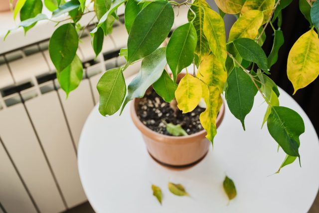 Пожелтение листьев, листопад, вялость и слабый рост часто связаны не с тесным горшком, а с переливом, пересушкой, нехваткой света или истощённым субстратом. Пересадка тут не лечит причину.