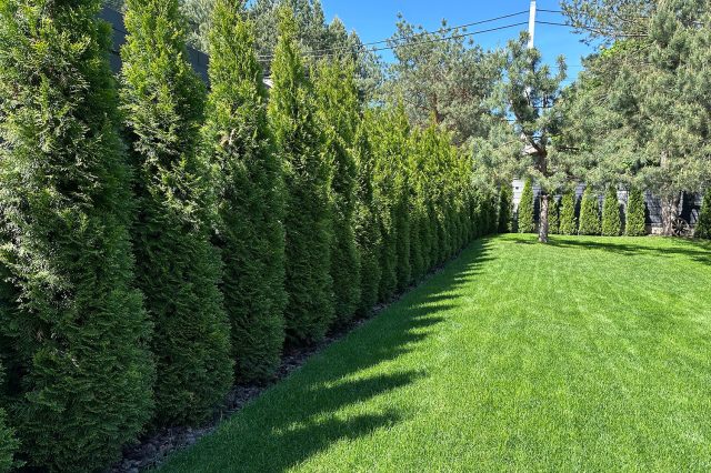 Высокая и плотная живая изгородь из туй вдоль границы участка