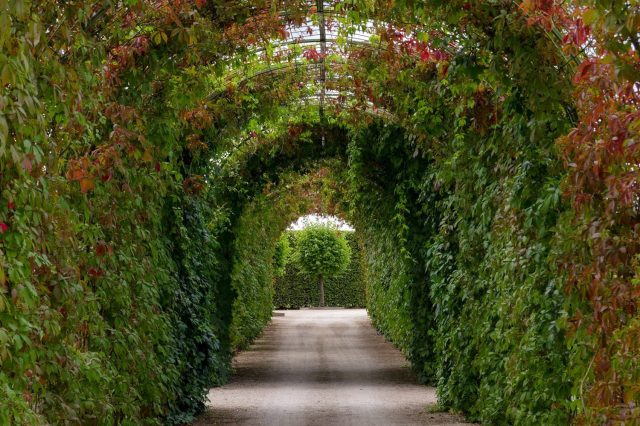 Арочная конструкция аллеи берсо, густо увитая зелеными растениями в саду