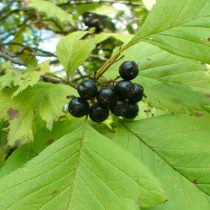 Боярышник зеленомясый (Crataegus chlorosarca)