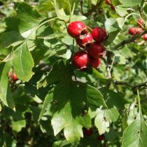 Боярышник перистонадрезанный (Crataegus pinnatifida)