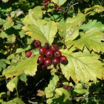 Боярышник Максимовича (Crataegus maximowiczii)