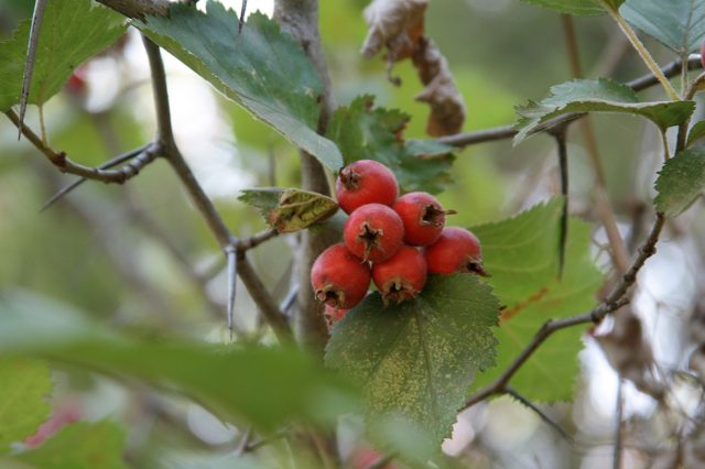 Боярышник мягковатый (Crataegus submollis)