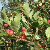 Боярышник золотистоплодный (Crataegus chrysocarpa)
