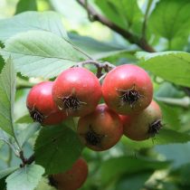 Боярышник точечный (Crataegus punctata)