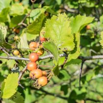 Боярышник Арнольда (Crataegus arnoldiana)