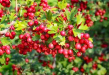 Съедобные сорта боярышника: вкусные ягоды и мало колючек
