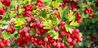 Съедобные сорта боярышника: вкусные ягоды и мало колючек