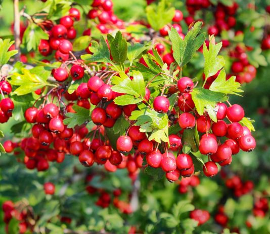 Съедобные сорта боярышника: вкусные ягоды и мало колючек
