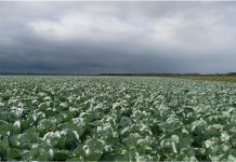 Семена «ПОИСКа» — ключ к высоким урожаям