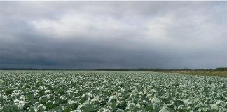 Семена «ПОИСКа» — ключ к высоким урожаям