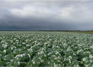 Семена «ПОИСКа» — ключ к высоким урожаям