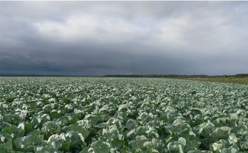 Семена «ПОИСКа» — ключ к высоким урожаям