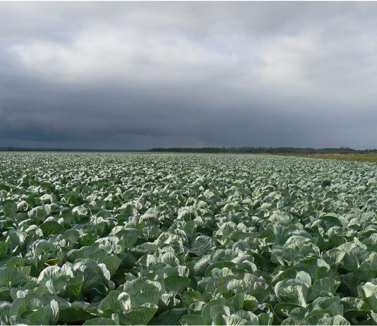 Семена «ПОИСКа» — ключ к высоким урожаям
