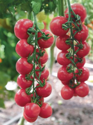 Томат Сладкая встреча Томат Сладкая встреча